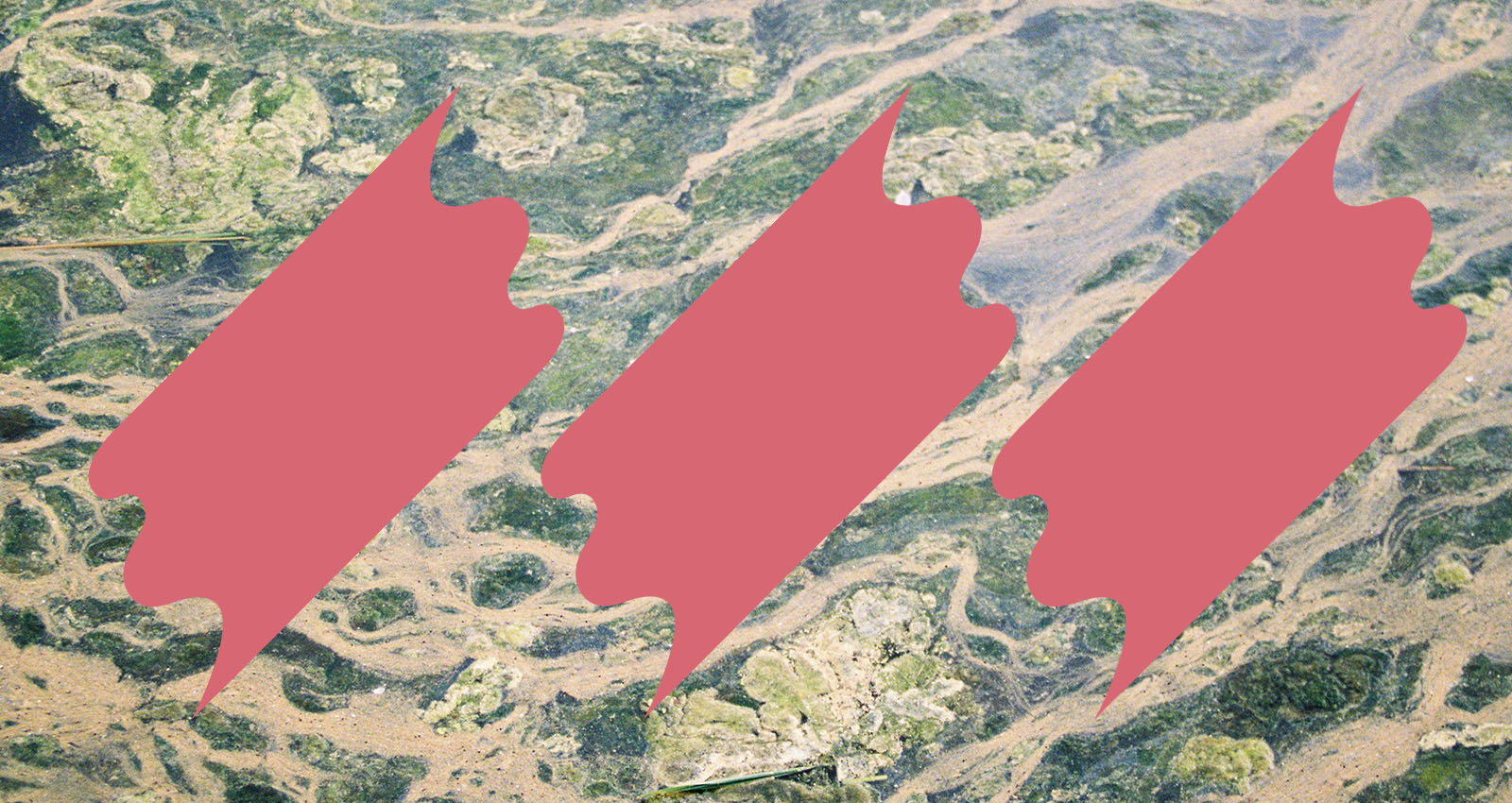 The Best Field Recordings on Bandcamp, November 2024 | Bandcamp Daily
