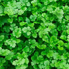 cilantro thumbnail