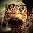 spunklehorse thumbnail