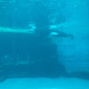 A Distant Shore” (Live Album) | Lamp | Botanical House