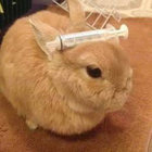 grenadebunny thumbnail
