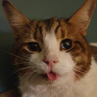 Fishball thumbnail