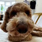 basstoad thumbnail
