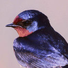 pestanyes thumbnail