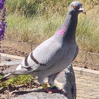 【日本未入荷】Bitty McLean - Forward (2LP) Bitty McLean, Sly & Robbie - Forward (LP)