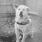 Hachi thumbnail