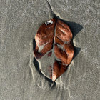 leavitt thumbnail