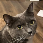 gpthecat thumbnail