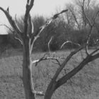 altheine thumbnail