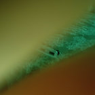 radecki1987 thumbnail