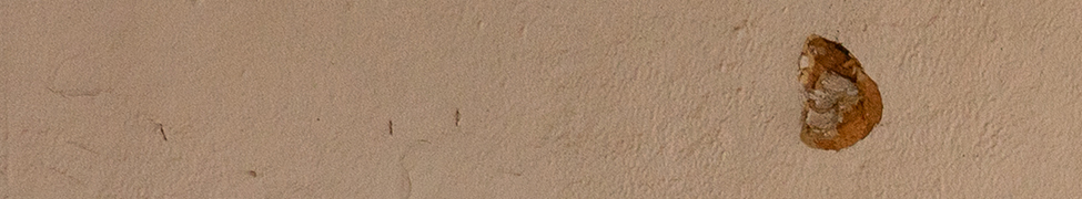 Vulture Feather — Photo