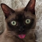 ChatJambon thumbnail