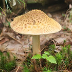 architeuthis thumbnail