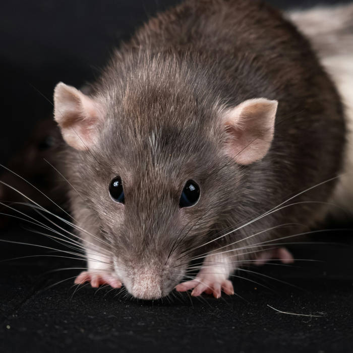 MC RAT cover