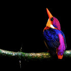 -mrwindupbird thumbnail