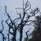 birgvolk thumbnail