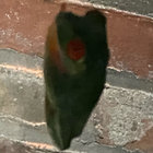 crtsquked311 thumbnail