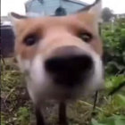 memcpy thumbnail