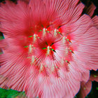 treemurti thumbnail