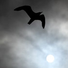 larus marinus thumbnail