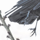 Flowers Of Evil | Suzanne Ciani