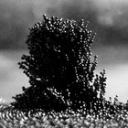 pieter.lost thumbnail