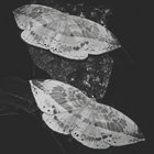 Hedera helix thumbnail