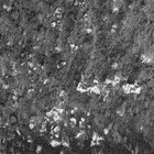 JNPrints thumbnail