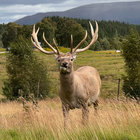 hughcraigie thumbnail