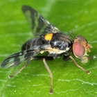 fliesarenotreal thumbnail