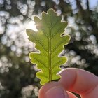 clorofolle thumbnail