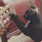 bantam_menace thumbnail