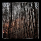 Among Trees thumbnail