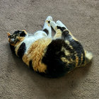 NEKO thumbnail