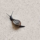pigeon1 thumbnail