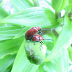 doasnaturedoes thumbnail