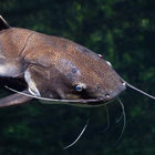 catfishing thumbnail