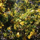 GoodTextures thumbnail