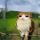 Raizkar thumbnail