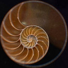 amoura thumbnail