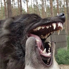sharklie thumbnail