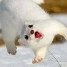 nuggit thumbnail