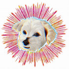 dogbitesband thumbnail