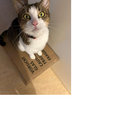 dandanny38 thumbnail
