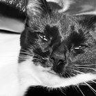 ANAK thumbnail