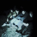 Sledges photo