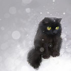 jochensauer thumbnail