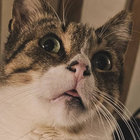 speiss_autarr thumbnail