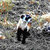 ferretsplicer thumbnail