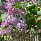 Violet thumbnail